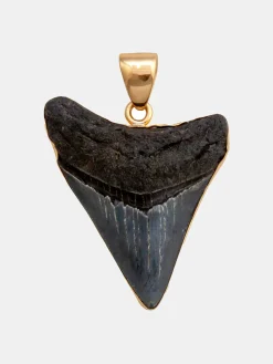 Alchemia Fossil Shark Tooth Pendant
