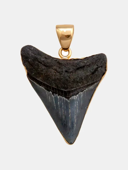 Alchemia Fossil Shark Tooth Pendant